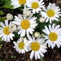 Leucanthemum x superbum 'Silberprinzesschen', Leucanthemum x superbum 'Silberprinzesschen'