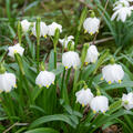 M�rzenbecher, Leucojum vernum