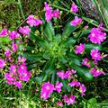 Lewisia longipetala 'Little Plum', Lewisia longipetala 'Little Plum'