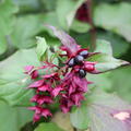 Sch�ne Leycesterie 'Purple Rain', Leycesteria formosa