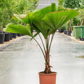 Licuala grandis, Stamm, im 27cm Topf, H�he 110cm, Breite 110cm