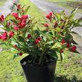 Weigelie 'All Summer Red'� starke bl�hende Pflanze im 5 L Topf