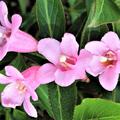 Liebliche Weigelie 'Pink Poppet'� (Weigela florida 'Pink Poppet'�)