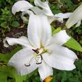 Lilie 'Kent' (5er Set), Lilium 'Kent'