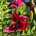 Lilie 'Strawberry Event' (5er Set), Lilium 'Strawberry Event'
