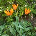 Lilienbl�tige Tulpe 'Ballerina', Tulipa 'Ballerina'