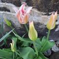 Lilienbl�tige Tulpe 'Elegant Lady', Tulipa 'Elegant Lady' 
