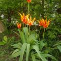 Lilienbl�tige Tulpe 'Fly Away'�, Tulipa 'Fly Away'� 