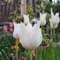 Lilienbl�tige Tulpe 'White Triumphator', Tulipa 'White Triumphator' 