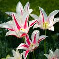 Lilienbl�tige Tulpe 'Marilyn', Tulipa 'Marilyn'