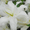 Lilium 'Lotus Beauty'