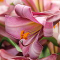 Lilie 'Pink Perfection' (5er Set)