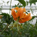 T�rkenbundlilie Lilium henryi