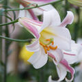 K�nigs-Lilie (5er Set), K�niglilie, Lilium regale