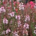 Linaria purpurea 'Canon J. Went'