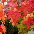 Amberbaum, Liquidambar styraciflua 'Palo Alto'