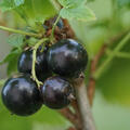 Cassissima, Little Black Giant, schwarze Johannisbeere