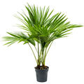 Livistona chinensis, Multi Stamm, im 17cm Topf, H�he 80cm, Breite 70cm
