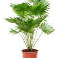 Livistonia rotundifolia (2pp), Tuff 2pp, im 24cm Topf, H�he 105cm, Breite 70cm