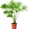Livistonia rotundifolia, im 17cm Topf, H�he 70cm, Breite 55cm