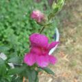 L�wenm�ulchen, Gemischt (ein- bis mehrj�hrig), Antirrhinum majus