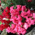 L�wenmaul nieder, Antirrhinum majus 