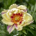 Paeonia Lollipop, Paeonia lactiflora x lutea, Paeonia Itoh Hybride, Pfingstrose, Pfingstrosen 