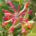 Rotes Geissblatt 'Dropmore Scarlet', Bl�tenstand
