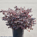Loropetalum chinense 'Ever Red', Busch, im 35cm Topf, H�he 90cm, Breite 55cm