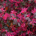 Loropetalum Black Pearl, Riemenbl�te, Riemenblume
