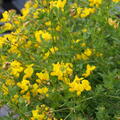 Lotus corniculatus, Staude, P�ppel