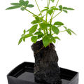 Lova schefflera, Lavastein, im 25cm Topf, H�he 40cm, Breite 25cm