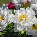 Paeonia Love Affair, Paeonia lactiflora x lutea, Paeonia Itoh Hybride, Pfingstrose, Pfingstrosen 