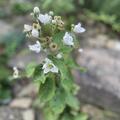 Lowberry� Brombeere Little Black Prince�, Rubus fruticosus