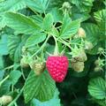 kompakte Himbeere, Lowberry, Ruby Fall, Herbsthimbeere