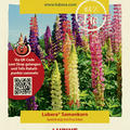 Lupine