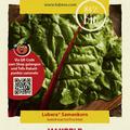 Mangold 'Rhubarb Chard'