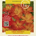 Schmuckk�rbchen (Cosmea) orange