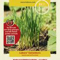 Schnittknoblauch Samen
