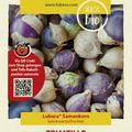 Tomatillo, Physalis ixocarpa