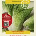 Zichoriensalat 'Zuckerhut'