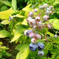 Luberissima Heidelbeere Yello!Belloblue�
