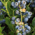 Heidelbeere Bluesbrothers - Beeren in H�lle und F�lle