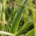 Luzula marginata