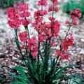 Lychnis viscaria, Staude, P�ppel