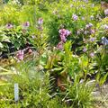 Lychnis viscaria 'Splendens', Lychnis viscaria 'Splendens'
