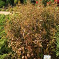 etablierte Pflanze im Garten