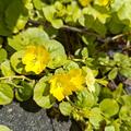 Lysimachia nummularia, Lysimachia nummularia