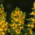 Lysimachia punctata, Lysimachia punctata