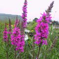 Lythrum salicaria 'Robert'